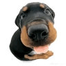 perro