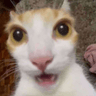 wotefok