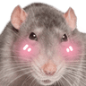rat_flushed