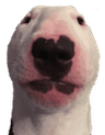 memesstaredog