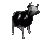 Cow_dance