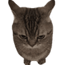 catstare