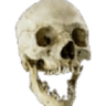 skull