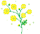 plant_flower_yellow