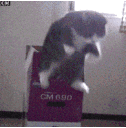 p_Acatjump