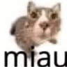 h_cat_miau