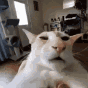elpapu