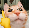 3929catmiddlefinger
