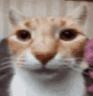 emoji_184
