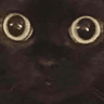 catsalariedstare