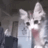 gato_highfivekkkkkk