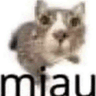 miau