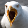 screm