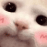 meowblush