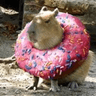 capybara