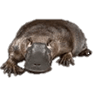 theevilplatypus
