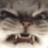 h_cat_angry