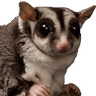 sugahglidah