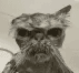 catt