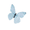 butterfly_blue