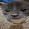 emoji_495