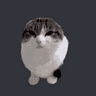 wawacat