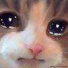 tlcWholesomeCatSad