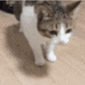 m_catfalling