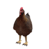 7F8244FB9F03438D825B98DE773FE34C