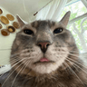 catlol
