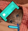 sadsleepminecraftcat