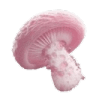 GC_pink_mushroom