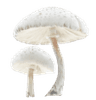 GC_shroomparasol