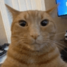 ratta