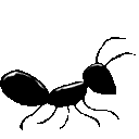 EK_Insect001