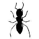 EK_Insect003