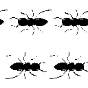 EK_Insect004