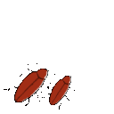 EK_Insect006