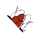 EK_Insect009