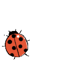 EK_Insect012