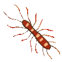 EK_Insect016