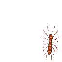 EK_Insect017