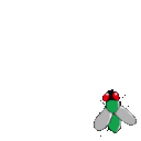 EK_Insect021