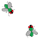 EK_Insect022
