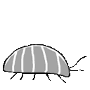 EK_Insect025