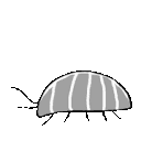 EK_Insect026