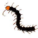 EK_Insect029