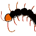 EK_Insect030