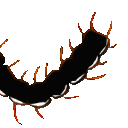 EK_Insect031