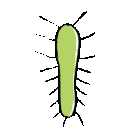 EK_Insect035